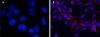 图片 4',6-二脒基-2-苯基吲哚二盐酸盐，4′,6-Diamidino-2-phenylindole dihydrochloride [DAPI]；for nucleic acid staining, ≥98% (HPLC and TLC)