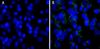 图片 4',6-二脒基-2-苯基吲哚二盐酸盐，4′,6-Diamidino-2-phenylindole dihydrochloride [DAPI]；powder, BioReagent, suitable for cell culture, ≥98% (HPLC and TLC), suitable for fluorescence