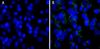 图片 4',6-二脒基-2-苯基吲哚二盐酸盐，4′,6-Diamidino-2-phenylindole dihydrochloride [DAPI]；powder, BioReagent, suitable for cell culture, ≥98% (HPLC and TLC), suitable for fluorescence