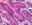 图片 苏木精 [苏木素]，Hematoxylin cryst. (C.I. 75290)；for microscopy