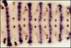 图片 氯化硝基四氮唑蓝 [氯化四唑氮蓝]，Nitrotetrazolium Blue chloride [NBT]；≥90.0% (HPLC)