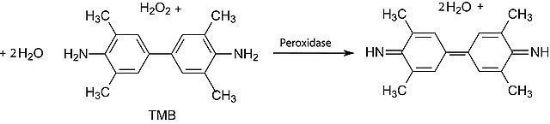 3,3′,5,5′-四甲基联苯胺，3,3′,5,5′-Tetramethylbenzidine [TMB]；≥98% (TLC)