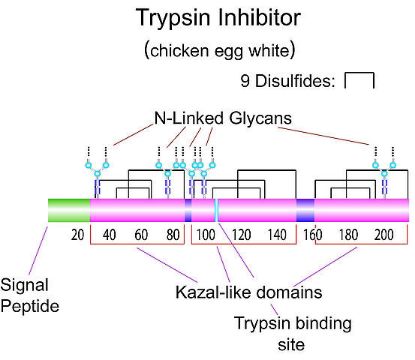 图片 胰蛋白酶抑制剂来源于鸡蛋白，Trypsin inhibitor from chicken egg white；Type II-O, Partially purified ovomucoid, containing ovoinhibitor