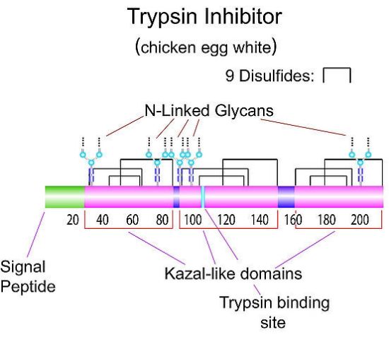 图片 胰蛋白酶抑制剂来源于鸡蛋白，Trypsin inhibitor from chicken egg white；Type II-O, Partially purified ovomucoid, containing ovoinhibitor