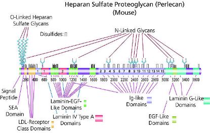 图片 硫酸乙酰肝素蛋白多糖，Heparan sulfate proteoglycan [HSPG]；≥400 μg/mL glycosaminoglycan, 0.2 μm filtered