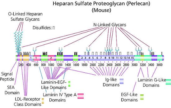 图片 硫酸乙酰肝素蛋白多糖，Heparan sulfate proteoglycan [HSPG]；≥400 μg/mL glycosaminoglycan, 0.2 μm filtered