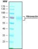 图片 人玻连蛋白，Vitronectin human [VTN]；recombinant, expressed in HEK 293 cells, ≥95% (SDS-PAGE), ≥95% (HPLC), suitable for cell culture