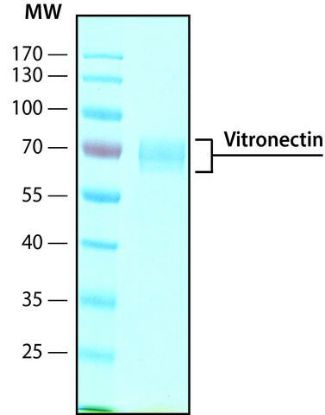 图片 人玻连蛋白，Vitronectin human [VTN]；recombinant, expressed in HEK 293 cells, ≥95% (SDS-PAGE), ≥95% (HPLC), suitable for cell culture