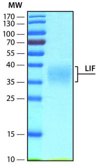 图片 重组人白血病抑制因子，Leukemia Inhibitory Factor [LIF, rLIF]；human, recombinant, expressed in HEK 293 cells, ≥95%