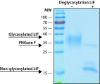 图片 重组人白血病抑制因子，Leukemia Inhibitory Factor [LIF, rLIF]；human, recombinant, expressed in HEK 293 cells, ≥95%