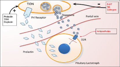 图片 人催乳素 [泌乳素]，Prolactin, Human Pituitary, Iodination Grade  [LTH, hPRL]；≥98%