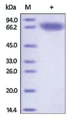 图片 人可溶性转铁蛋白受体，CD71/TFRC/TFR human [T9, TfR1, Trfr, p90, sTfR]；recombinant, expressed in HEK 293 cells, ≥92% (SDS-PAGE)