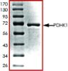 图片 PDHK1, active, GST tagged human [PDK1]；PRECISIO® Kinase, recombinant, expressed in baculovirus infected Sf9 cells, ≥70% (SDS-PAGE), buffered aqueous glycerol solution