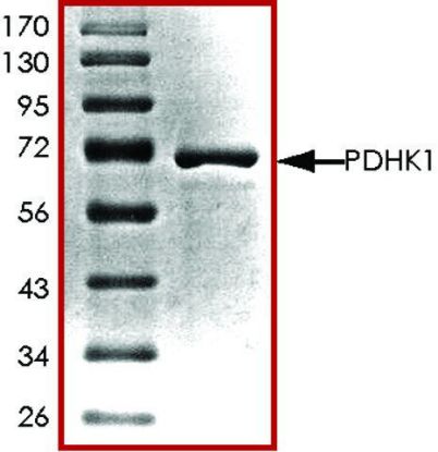图片 PDHK1, active, GST tagged human [PDK1]；PRECISIO® Kinase, recombinant, expressed in baculovirus infected Sf9 cells, ≥70% (SDS-PAGE), buffered aqueous glycerol solution