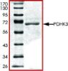 图片 PDHK3, active, GST tagged human [PDK3]；PRECISIO® Kinase, recombinant, expressed in baculovirus infected Sf9 cells, ≥70% (SDS-PAGE), buffered aqueous glycerol solution