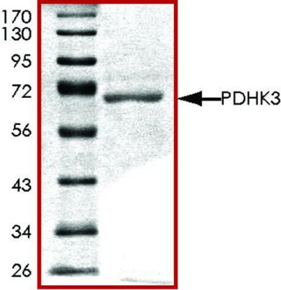 图片 PDHK3, active, GST tagged human [PDK3]；PRECISIO® Kinase, recombinant, expressed in baculovirus infected Sf9 cells, ≥70% (SDS-PAGE), buffered aqueous glycerol solution