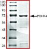 图片 PDHK4, active, GST tagged human [PDK4]；PRECISIO® Kinase, recombinant, expressed in baculovirus infected Sf9 cells, ≥70% (SDS-PAGE), buffered aqueous glycerol solution
