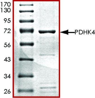 图片 PDHK4, active, GST tagged human [PDK4]；PRECISIO® Kinase, recombinant, expressed in baculovirus infected Sf9 cells, ≥70% (SDS-PAGE), buffered aqueous glycerol solution