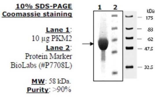 图片 丙酮酸激酶M2，Pyruvate kinase M2 Active from mouse [PKM2, PK3, M2-PK tumor]；recombinant, expressed in E. coli, ≥90% (SDS-PAGE)