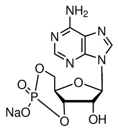 图片 腺苷-3',5'-环单磷酸钠盐一水合物，Adenosine 3′,5′-cyclic monophosphate sodium salt monohydrate [cAMP-Na]；≥98.0% (HPLC), powder