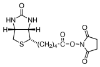 图片 (+)-生物素N-羟基琥珀酰亚胺酯，Biotin-NHS [BNHS, NHS-生物素]；Calbiochem®, ≥90% (NMR)