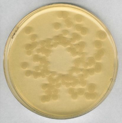 图片 胰酶大豆琼脂，Tryptic Soy Agar [TSA]；suitable for microbiology, NutriSelect® Plus