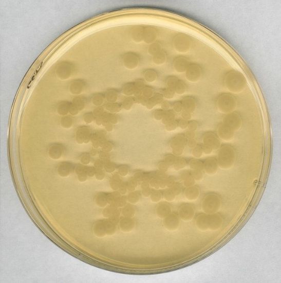 图片 GranuCult®胰蛋白酶大豆琼脂，GranuCult® Tryptic Soy agar [TSA]；EP, USP, JP, ISO 11133, FDA (BAM), For the isolation and cultivation of a wide range of microorganisms