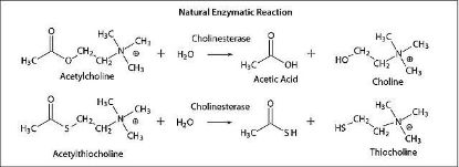 图片 乙酰胆碱酯酶来源于电鳗 [AChE]，Acetylcholinesterase from Electrophorus electricus (electric eel)；Type V-S, lyophilized powder, ≥1,000 units/mg protein