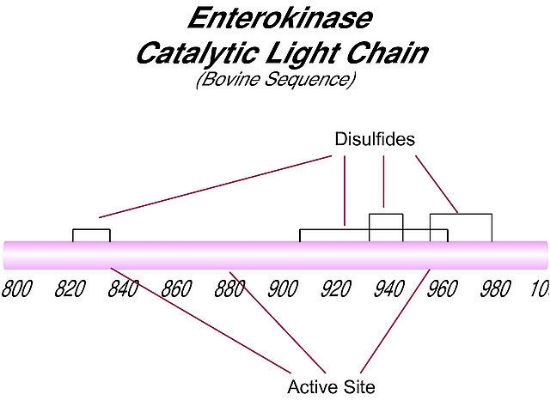 图片 肠激酶来源于牛肠 [肠肽酶]，Enterokinase from bovine intestine；BioUltra, recombinant, expressed in E. coli, ≥20 units/mg protein, ≥95% (SDS-PAGE)