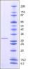 图片 肠激酶来源于牛肠 [肠肽酶]，Enterokinase from bovine intestine；BioUltra, recombinant, expressed in E. coli, ≥20 units/mg protein, ≥95% (SDS-PAGE)
