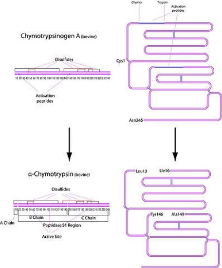 图片 α-糜蛋白酶来源于牛胰腺，α-Chymotrypsin from bovine pancreas [BPC]；Type I-S, essentially salt-free, lyophilized powder, ≥40 units/mg protein