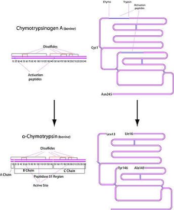 图片 α-糜蛋白酶来源于牛胰腺，α-Chymotrypsin from bovine pancreas [BPC]；Type II, lyophilized powder, ≥40 units/mg protein