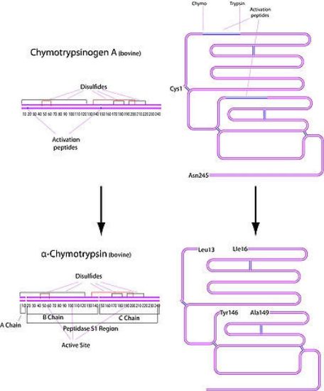 图片 α-糜蛋白酶来源于牛胰腺，α-Chymotrypsin from bovine pancreas [BPC]；Type II, lyophilized powder, ≥40 units/mg protein