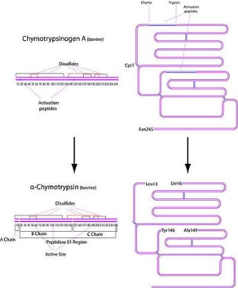 图片 α-糜蛋白酶来源于牛胰腺，α-Chymotrypsin from bovine pancreas [BPC]；suitable for protein sequencing, salt-free, lyophilized powder