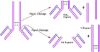 图片 木瓜蛋白酶来源于木瓜乳液，Papain from papaya latex [Papainase]；lyophilized powder, aseptically filled, ≥8.0 units/mg protein