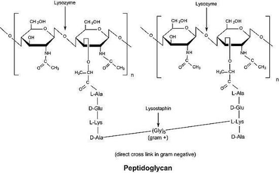 图片 溶菌酶来源于鸡蛋白，Lysozyme from chicken egg white；dialyzed, lyophilized, powder, ~100000 U/mg