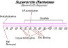 图片 超氧化物歧化酶来源于牛红细胞，Superoxide Dismutase from bovine erythrocytes [SOD]；lyophilized powder, ≥3,000 units/mg protein