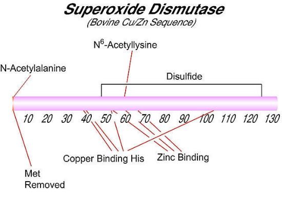 图片 超氧化物歧化酶来源于牛红细胞，Superoxide Dismutase from bovine erythrocytes [SOD]；lyophilized powder, ≥3,000 units/mg protein