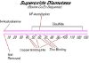 图片 超氧化物歧化酶来源于牛红细胞，Superoxide Dismutase from bovine erythrocytes [SOD]；BioUltra, lyophilized powder, ≥4,500 units/mg protein, ≥97% (SDS-PAGE)