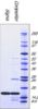 图片 超氧化物歧化酶来源于牛红细胞，Superoxide Dismutase from bovine erythrocytes [SOD]；BioUltra, lyophilized powder, ≥4,500 units/mg protein, ≥97% (SDS-PAGE)