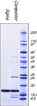 图片 超氧化物歧化酶来源于牛红细胞，Superoxide Dismutase from bovine erythrocytes [SOD]；BioUltra, lyophilized powder, ≥4,500 units/mg protein, ≥97% (SDS-PAGE)