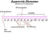 图片 超氧化物歧化酶来源于牛，Superoxide Dismutase bovine；recombinant, expressed in E. coli, lyophilized powder, ≥2500 units/mg protein, ≥90% (SDS-PAGE)