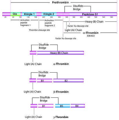 图片 凝血酶来源于人类血浆，Thrombin from human plasma [Factor IIa]；400-1000 NIH units/mg protein