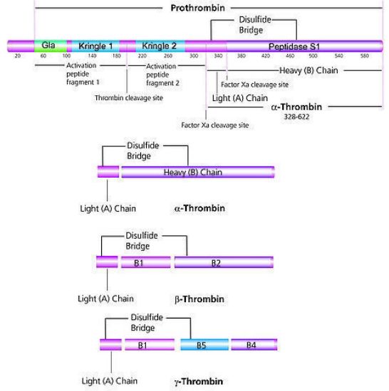 图片 凝血酶来源于人类血浆，Thrombin from human plasma [Factor IIa]；400-1000 NIH units/mg protein