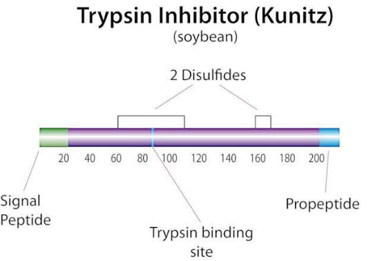 图片 胰蛋白酶抑制剂来源于大豆，Trypsin inhibitor from Glycine max (soybean) [SBTI]；Type II-S, lyophilized powder