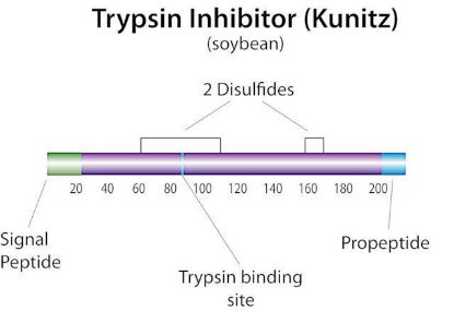 图片 胰蛋白酶抑制剂来源于大豆，Trypsin inhibitor from Glycine max (soybean) [SBTI]；lyophilized powder, ~10000 U/mg