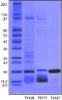 图片 胰蛋白酶抑制剂来源于大豆，Trypsin inhibitor from Glycine max (soybean) [SBTI]；BioUltra, lyophilized powder, ≥95% (Kunitz inhibitor, SDS-PAGE)