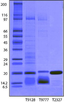 图片 胰蛋白酶抑制剂来源于大豆，Trypsin inhibitor from Glycine max (soybean) [SBTI]；BioUltra, lyophilized powder, ≥95% (Kunitz inhibitor, SDS-PAGE)