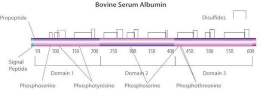 图片 牛血清白蛋白 [BSA]，Bovine Serum Albumin；protease free, fatty acid free, pH 7.0, New Zealand origin, ≥98%