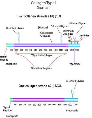 图片 胶原蛋白I型来源于人，Collagen human；Bornstein and Traub Type I, acid soluble, powder, ~95% (SDS-PAGE)